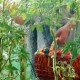 A tomato garden is depicted in the image, and one man is picking up a tomato.