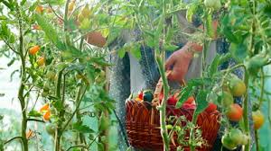 A tomato garden is depicted in the image, and one man is picking up a tomato.