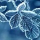 The image contains leaves that are both beautiful and blue in colour.